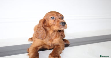 Irish Setter dogs - Advert 16