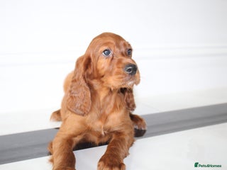 Irish Setter dogs Beautiful KC registered health tested parents - Advert 2