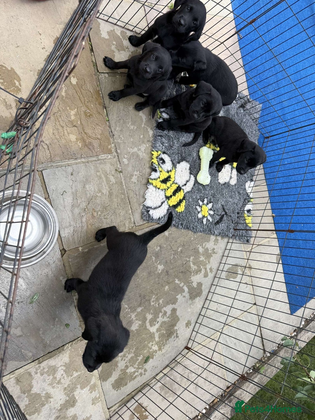 Labrador Retriever dogs for sale: 6 beautiful pedigree Labrador puppies - Image 3