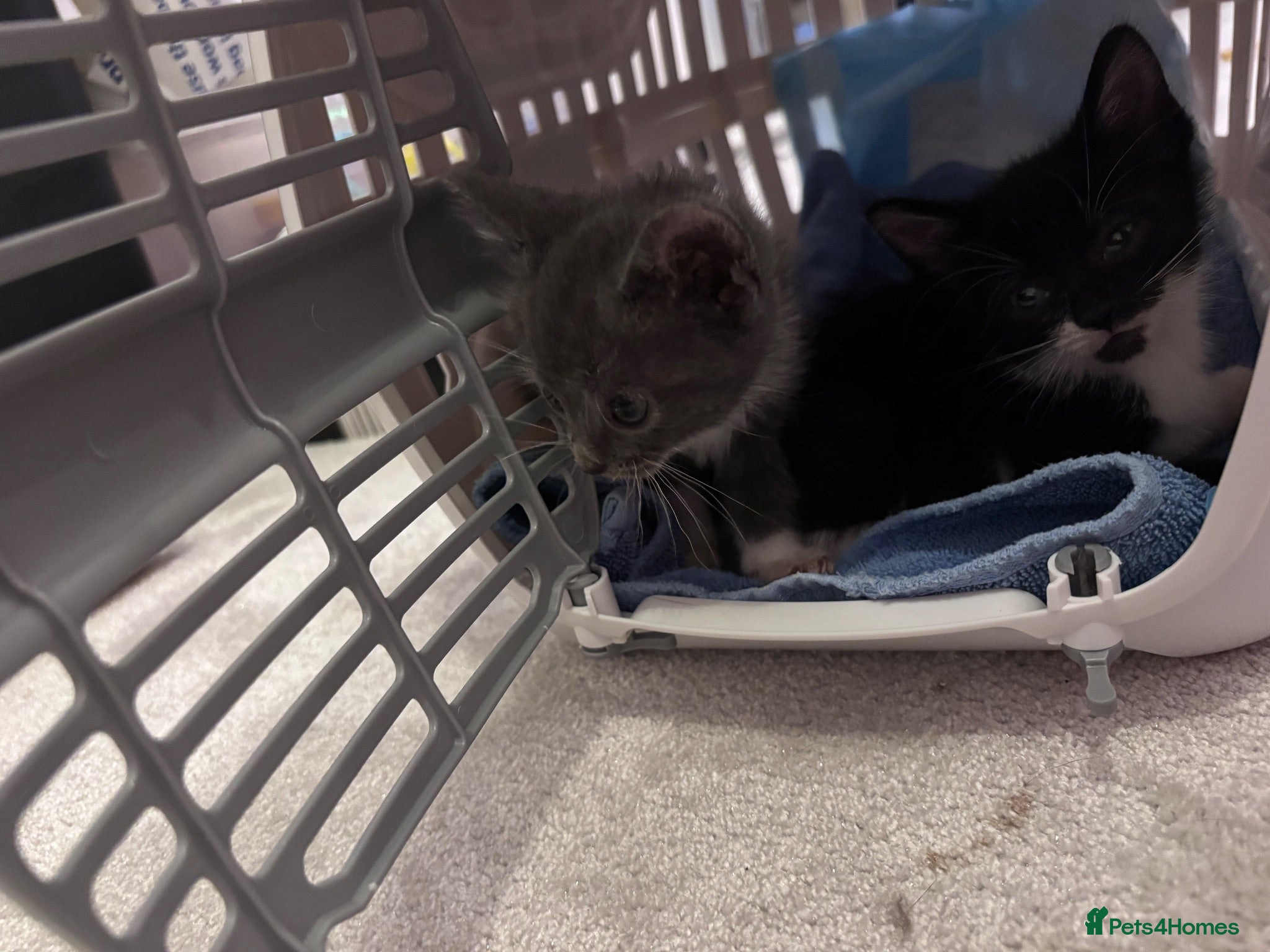 Mixed Breed cats 2 male kittens  - Advert 2