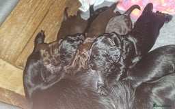 Cocker Spaniel dogs for sale: Cocker spaniel puppy’s  - Advert 5