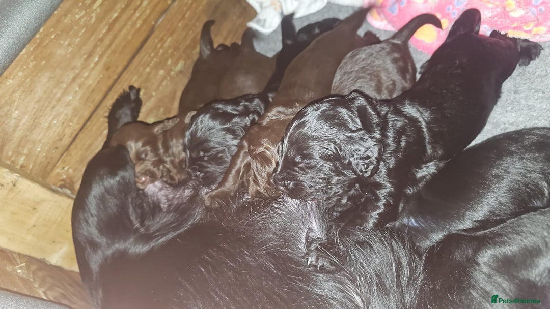 Cocker Spaniel dogs for sale: Cocker spaniel puppy’s  - Advert 5