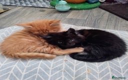 Maine Coon cats for sale: Maine coon kittens - Image 7