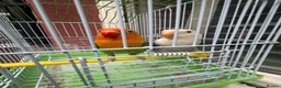 Lovebirds birds for sale: Pair lovebirds - Advert 10