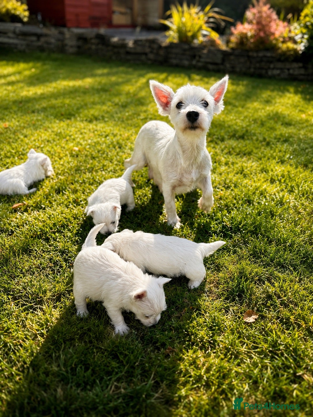 West Highland Terrier dogs Beautiful litter of Westie puppies  - Advert 4