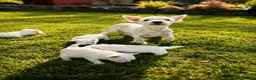 West Highland Terrier dogs for sale: Beautiful litter of Westie puppies  - Advert 1