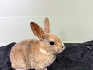 Rex rabbits - Advert 1