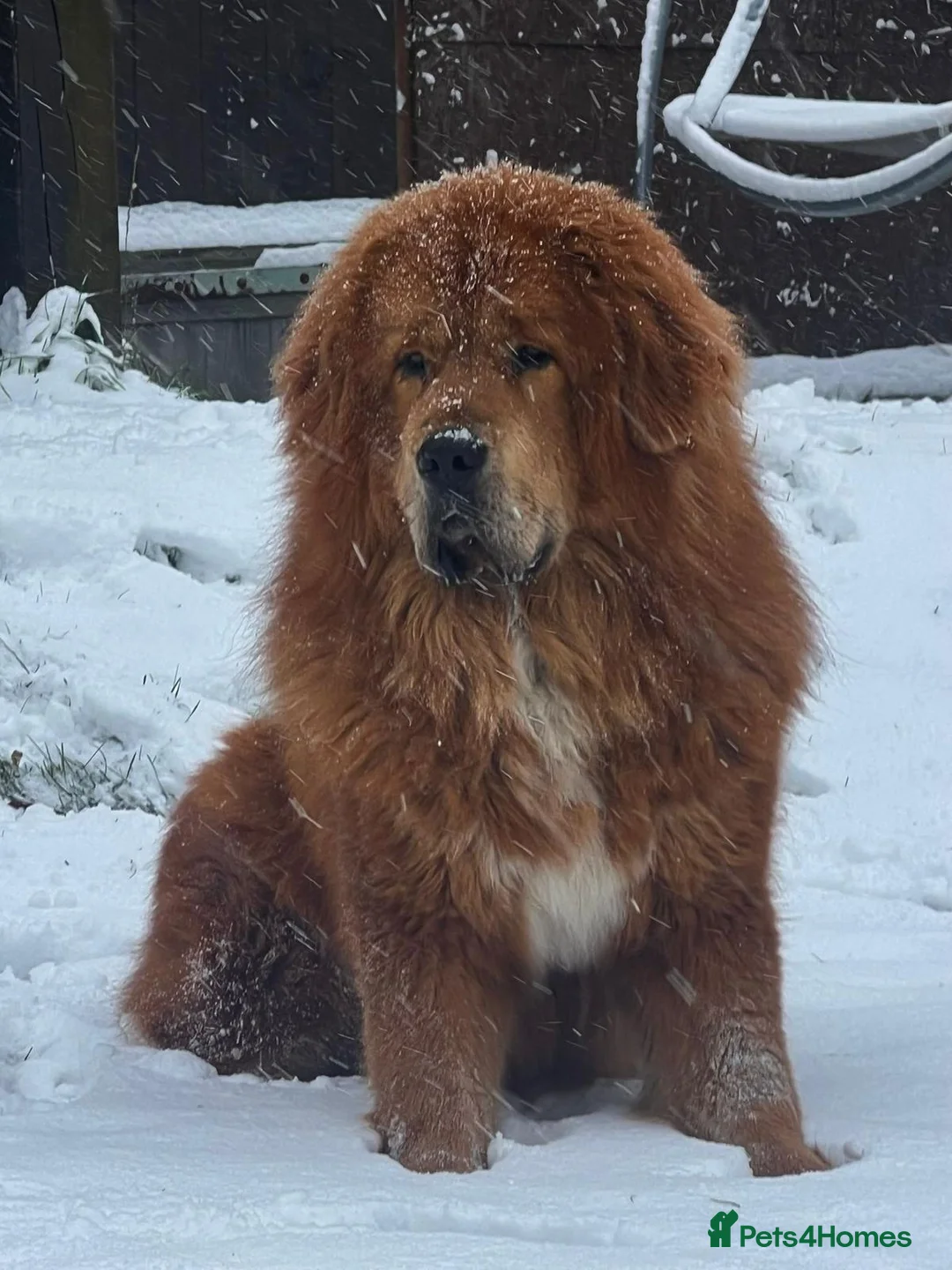 Tibetan Mastiff dogs for sale: Beautiful gold girl  - Advert 7