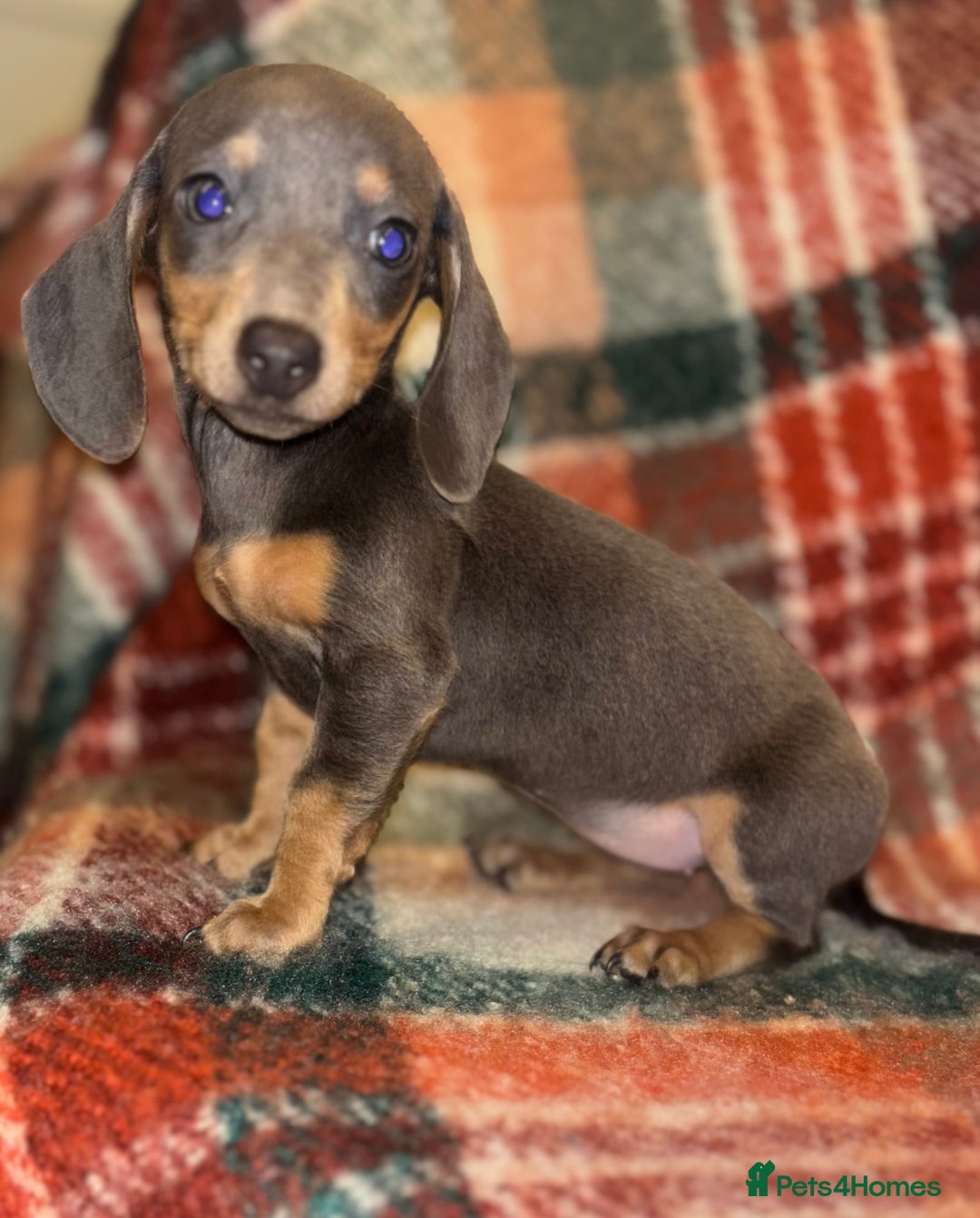 Miniature Dachshund dogs for sale: 🐶 beautiful tiny Dachshund puppies🐶 - Advert 12