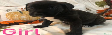 Mixed Breed 9