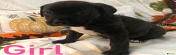 Mixed Breed dogs for sale: Rottweilerx puppy’s - Advert 11