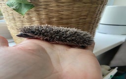 Pygmy Hedgehog rodents for sale: 🎄 Christmas Hoglets | New Litter in the Nest 🦔 - Image 12