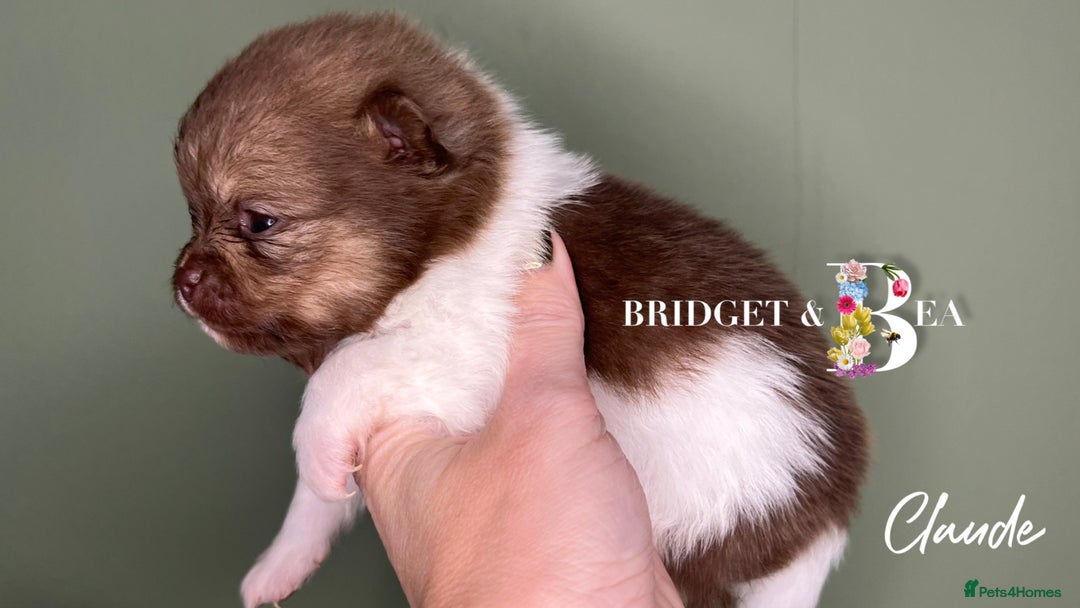 Pomeranian dogs for sale: 💛PUPPIES ARRIVED 💛 - Advert 28