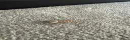 Lizard reptiles for sale: Baby Rankin dragons - Advert 10