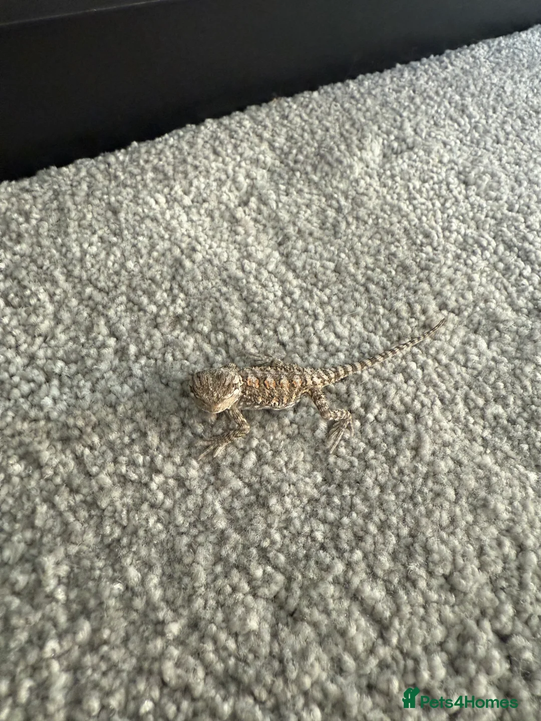 Lizard reptiles for sale: Baby Rankin dragons - Advert 10