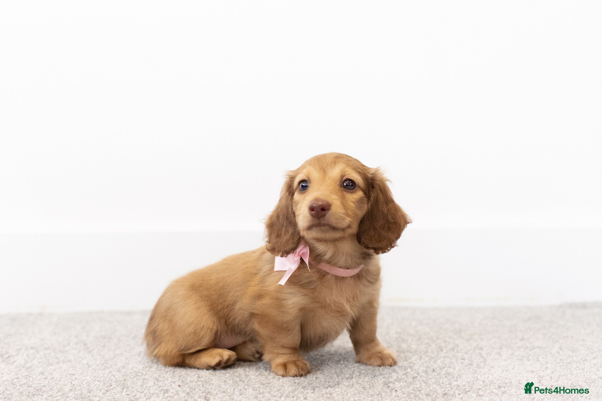 Miniature Dachshund dogs KC Longhaired Mini Dachshund puppies - Advert 2
