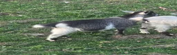 Goats livestock for sale: Entire pygmy Billy kid - Advert 2