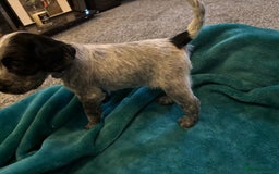 Cocker Spaniel dogs for sale: Georgous blue roan cocker spaniels - Image 22