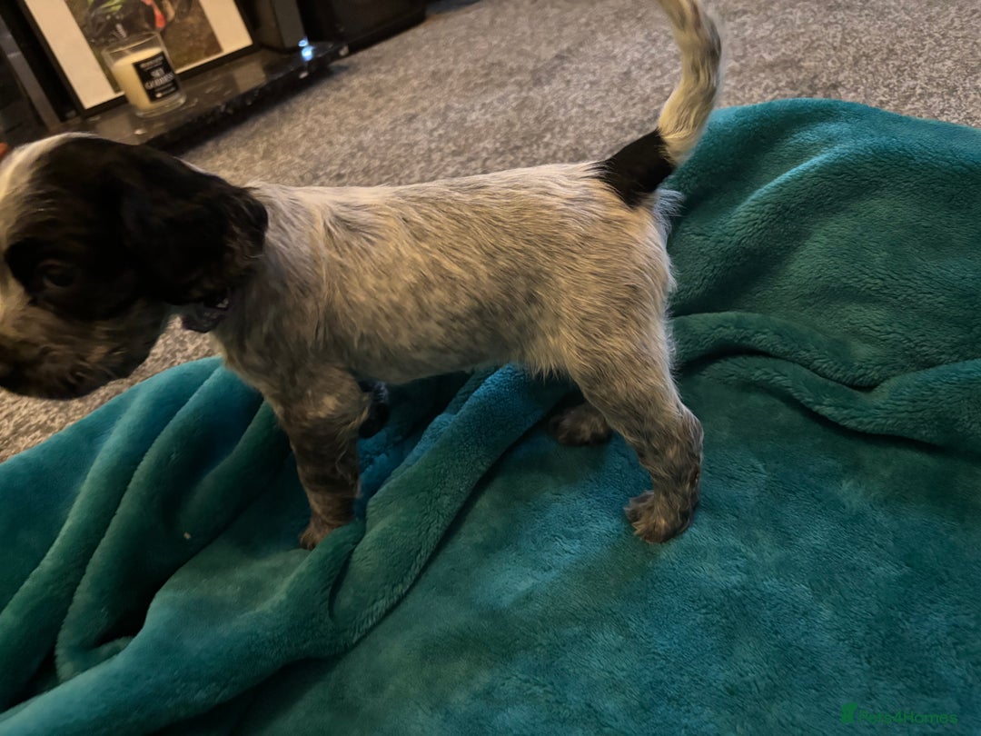 Cocker Spaniel dogs for sale: Georgous blue roan cocker spaniels - Image 22