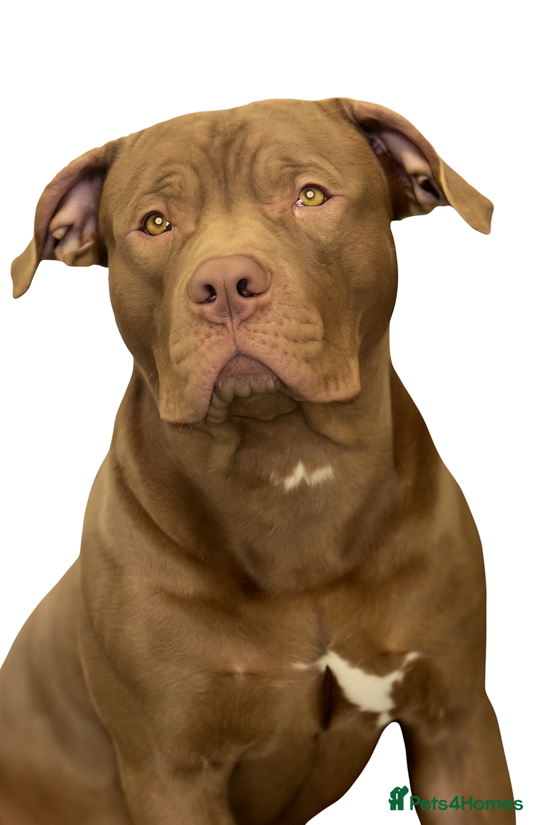 American Bully dogs for sale: Standard bully  - Advert 3