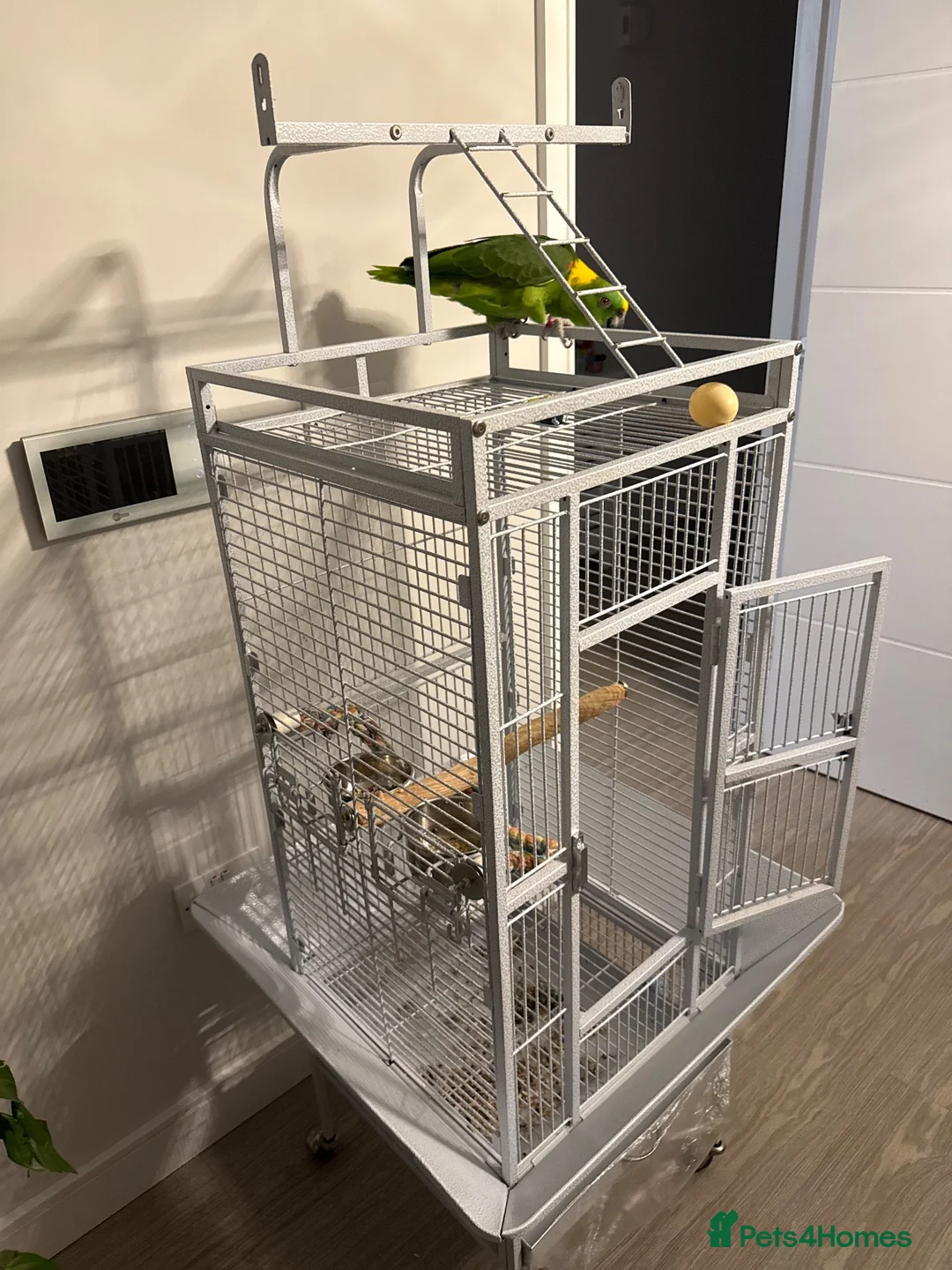 Parrots birds for sale: Amazon Yellow Napped Parrot in Wembley - Advert 2
