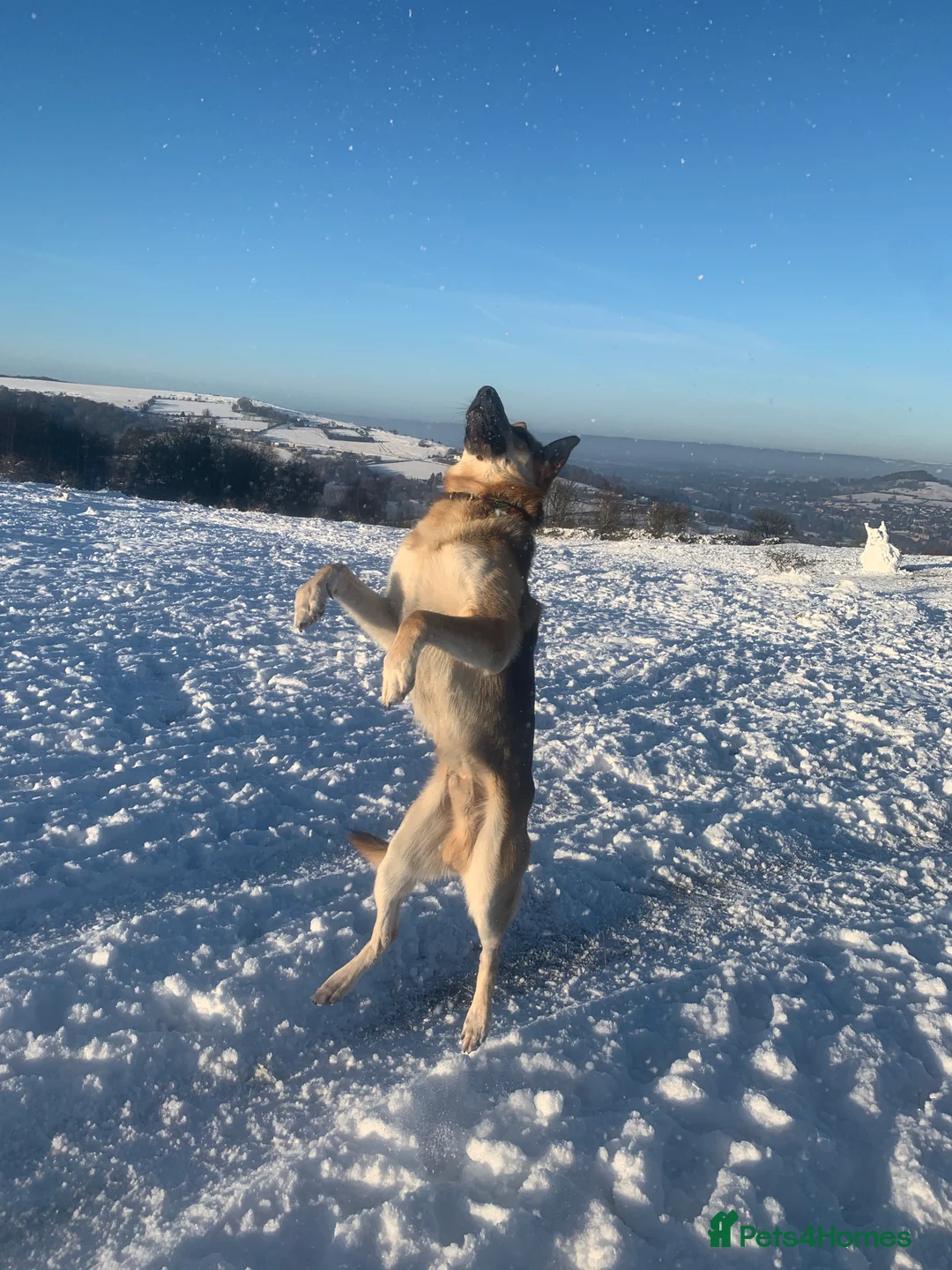German Shepherd dogs for stud: Spectacular GSD wolfdog *for Stud only* in Dursley - Advert 19