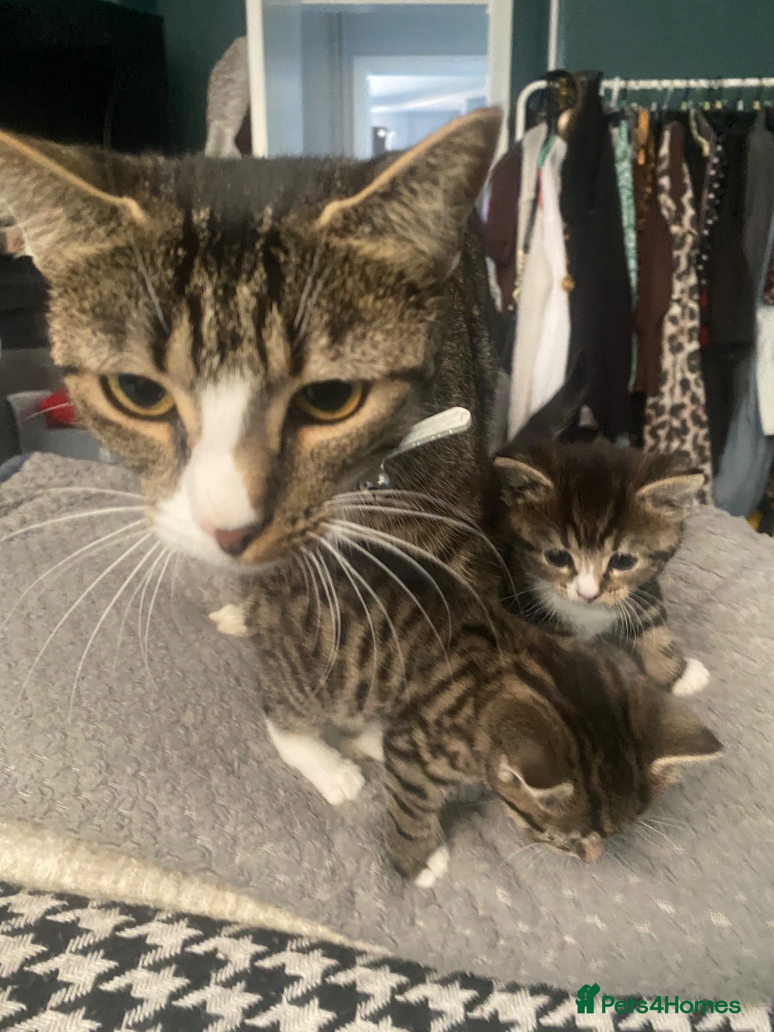 British Shorthair cats 2 female kittens  - Advert 1