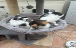 Mixed Breed cats for sale: Ragdoll cross - Image 12