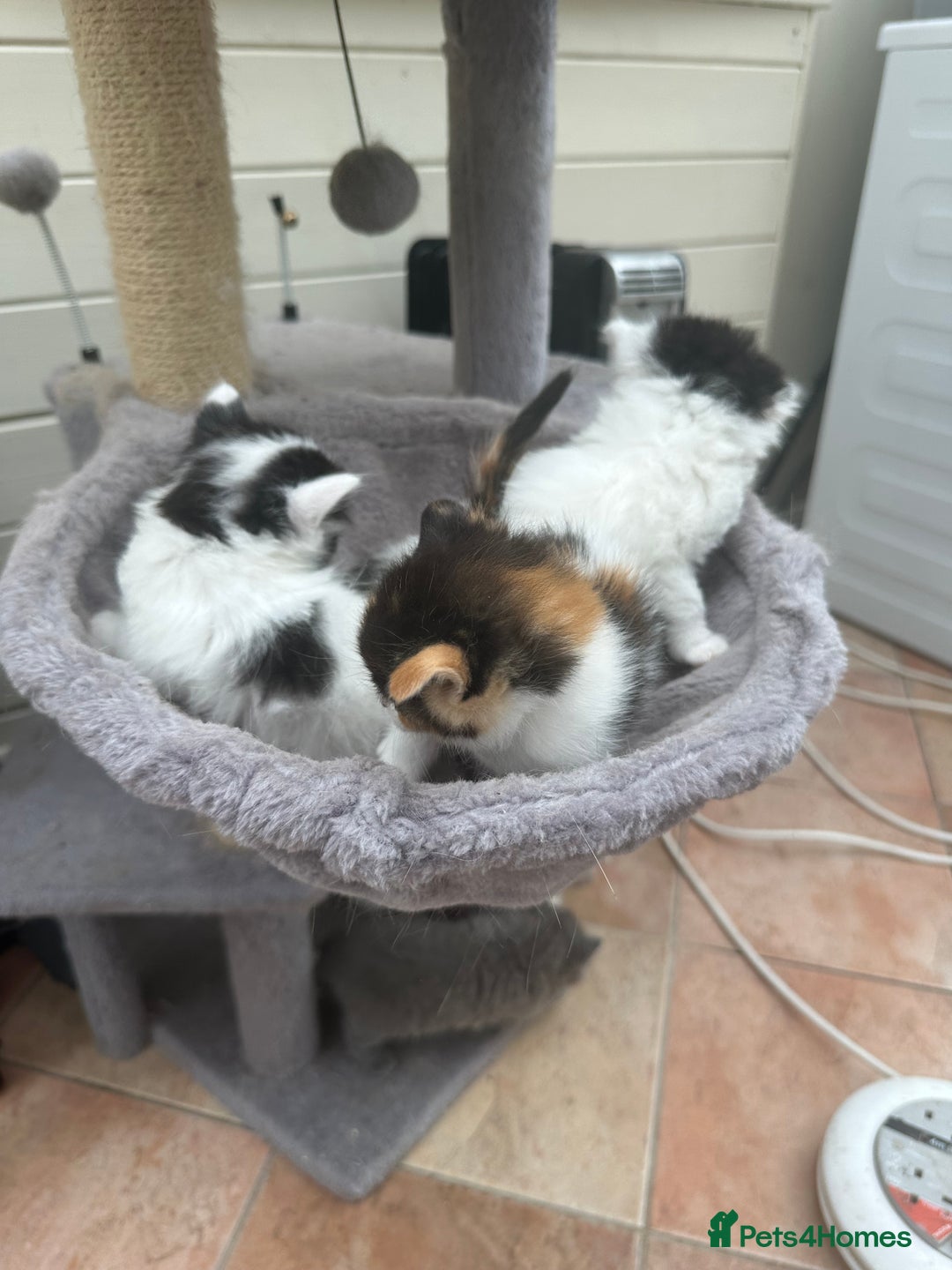 Mixed Breed cats for sale: Ragdoll cross - Image 12