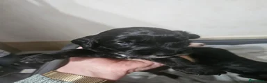 Cockapoo 2