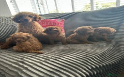 Miniature Poodle dogs for sale: Small size beautiful perfect poodle babys - Image 19