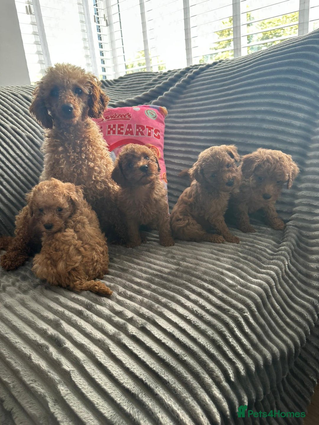 Miniature Poodle dogs for sale: Small size beautiful perfect poodle babys - Image 19