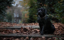 Labrador Retriever dogs for stud: Labrador stud dog produces black yellow chocolate - Image 3