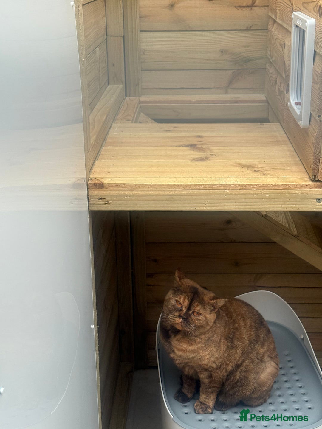 British Shorthair cats for sale: British Adults  - Advert 7