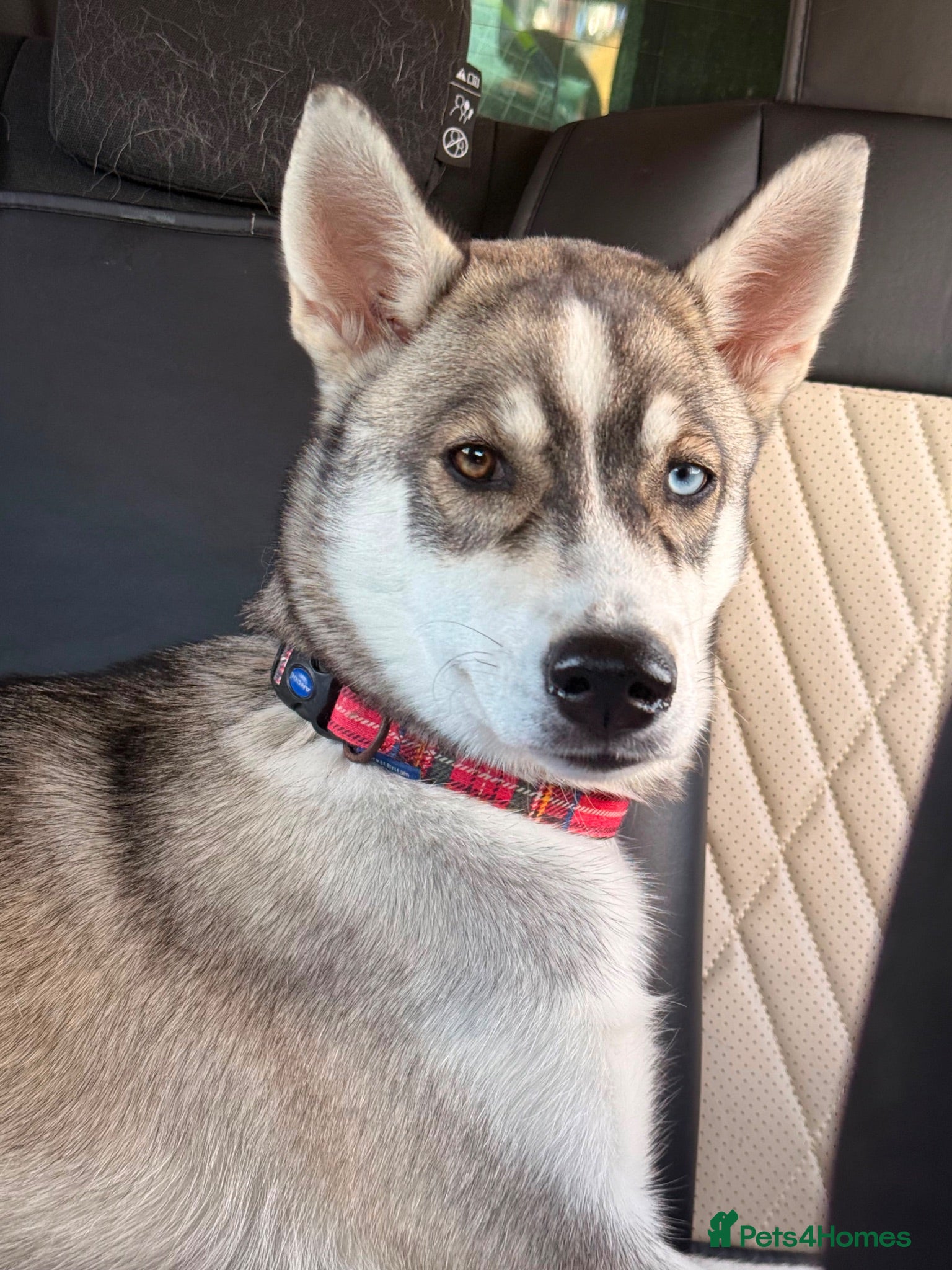 Siberian Husky dogs 6 Month old Husky Pup - Advert 4