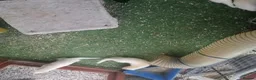 Ferret rodents for sale: ferret - Advert 5