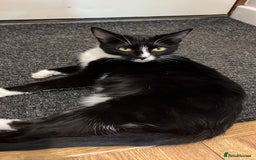 Mixed Breed cats for sale: 3 kittens for sale  - Image 3