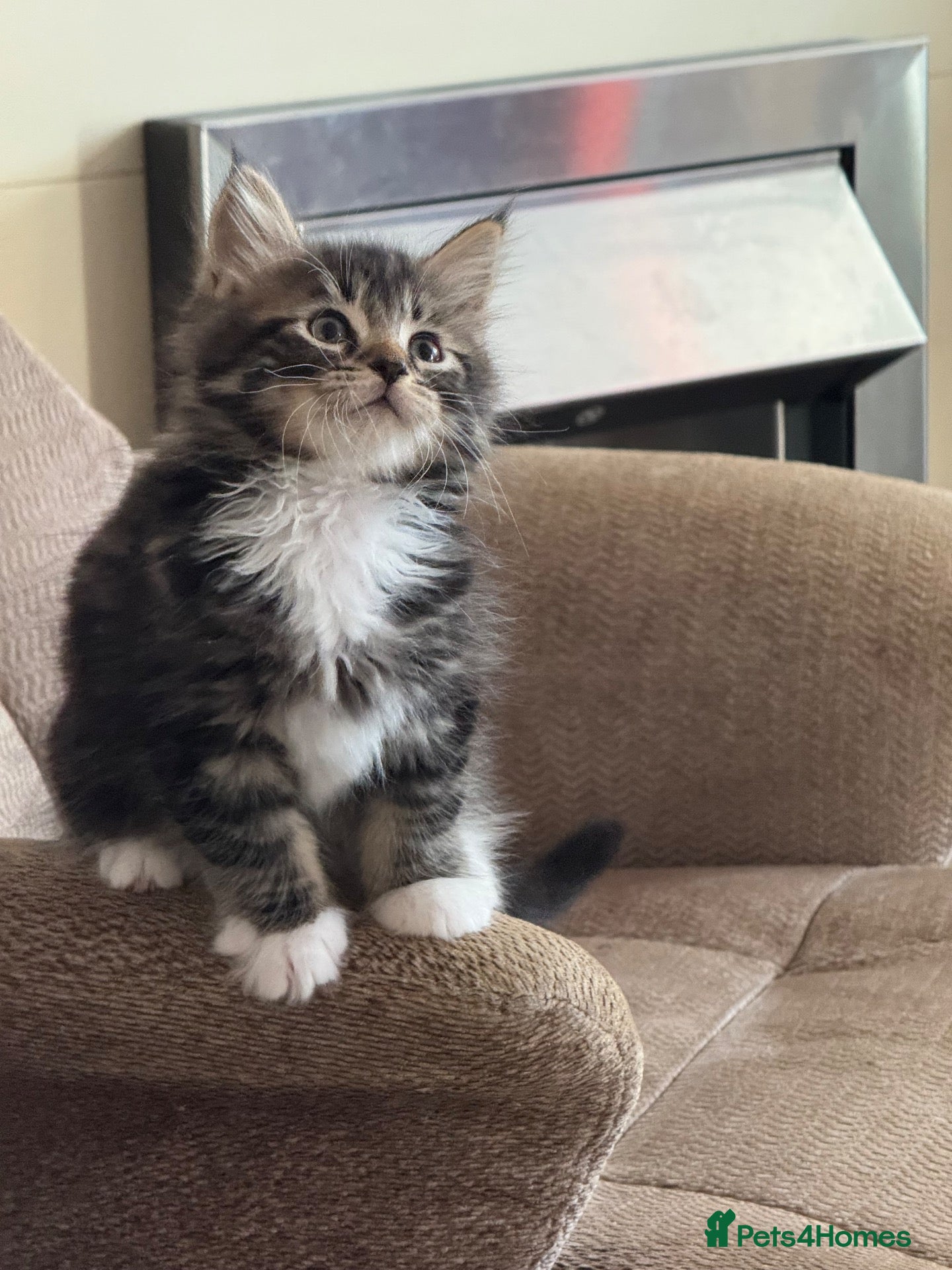 Maine Coon cats Beautiful Maine coons  - Advert 2