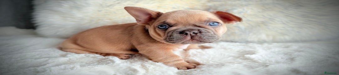 French Bulldog Puppy 5