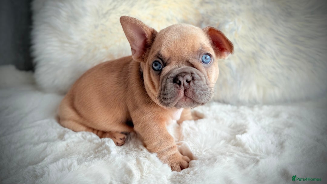 French Bulldog dogs for sale: French Bulldog gorgeous puppies - Image 10