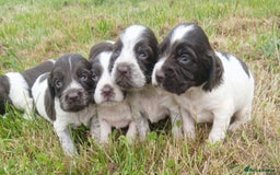 Sprocker dogs for sale: Beautiful f2 sprockers - Image 5
