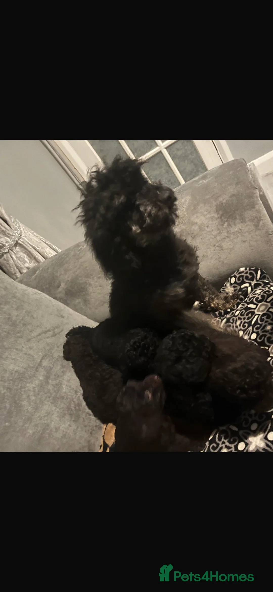 Toy Poodle dogs for sale: TOY POODLE PUPPIES🐶🐾 - Advert 8