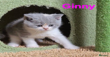British Shorthair cats - Advert 5