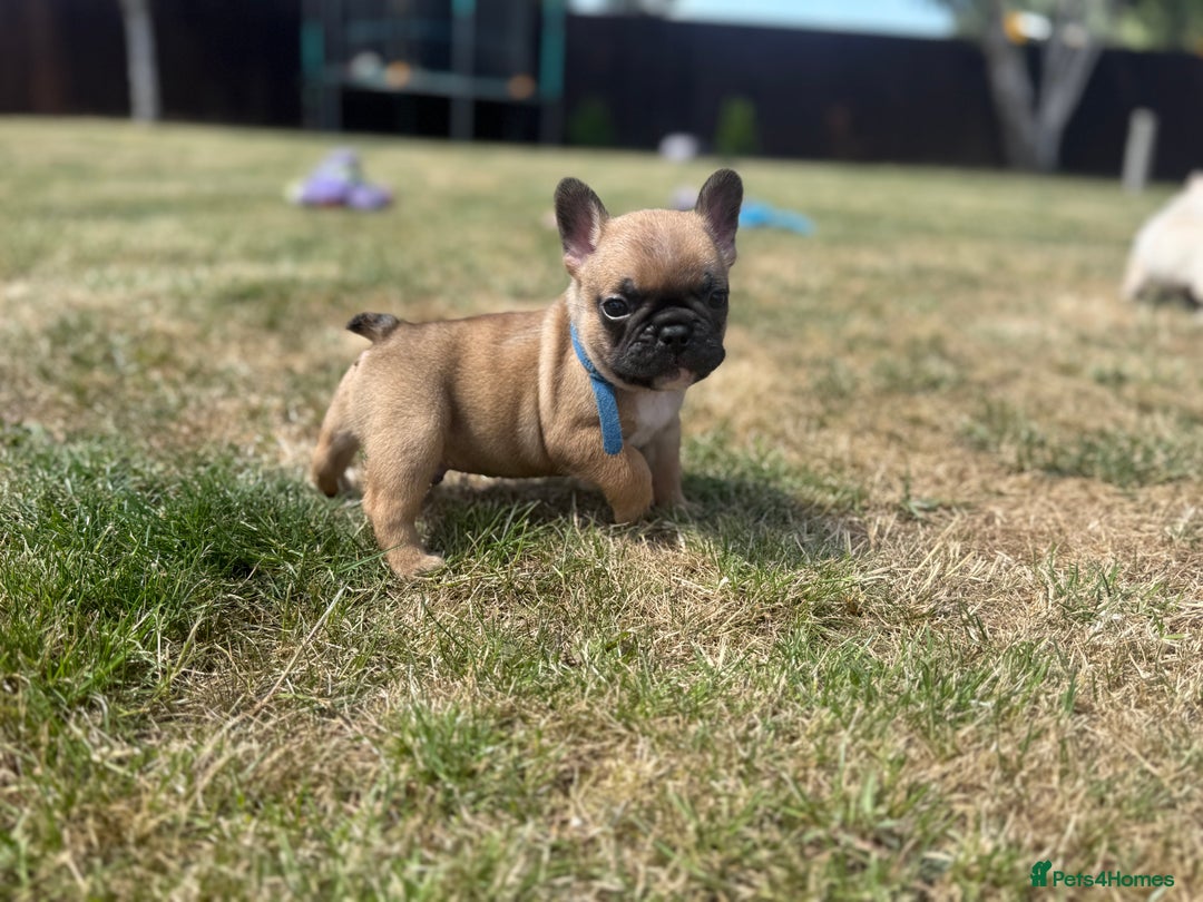 French Bulldog dogs for sale: 🐾 Beautiful French Bulldog Puppies 🐶 - Image 15