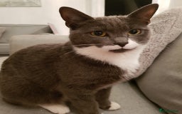 Domestic Shorthair cats for sale: Luna  - Image 1