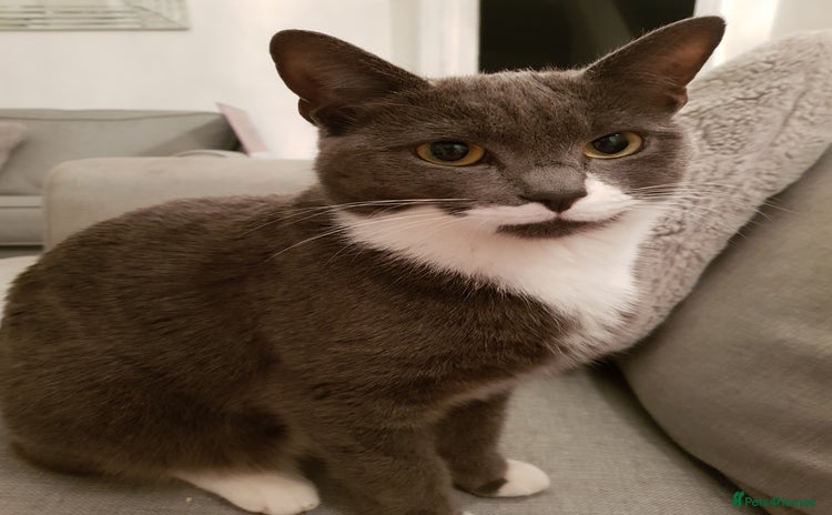 Domestic Shorthair cats - Advert 3