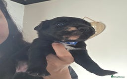Mixed Breed dogs for sale: Adorable puppies for sale!  - Image 24