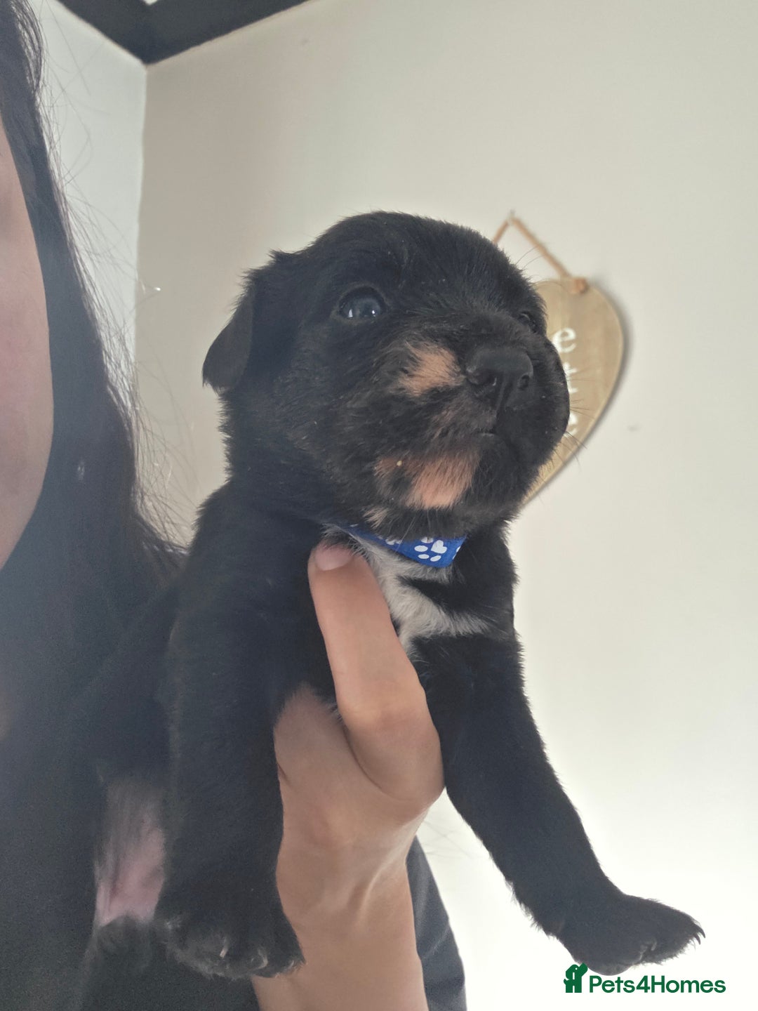 Mixed Breed dogs for sale: Adorable puppies for sale!  - Image 24