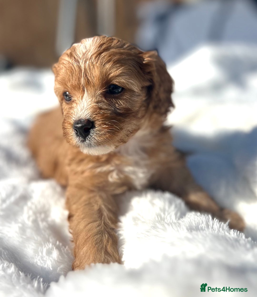 Cavapoo dogs for sale: ⭐️ Black & Tan Female Toy Cavapoo ⭐️ - Image 14