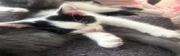 Mixed Breed cats for sale: Kittens  - Advert 16